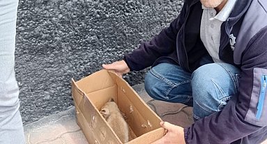Beyşehir'de bitkin vaziyette bulunan tilki yavrusu koruma altına alındı