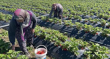 Beyşehir'de çilek bahçelerinde hasat mesaisi başladı