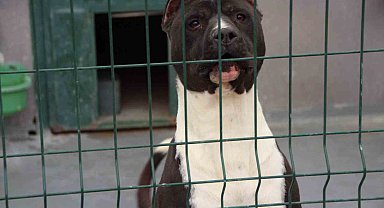 Bilecik'te köpek sürüsünden kaçan yaşlı kadın düşerek hastanelik oldu