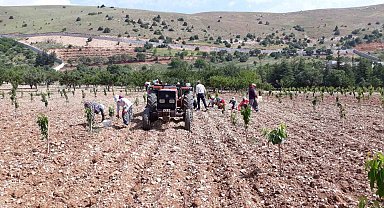 Bin 500 liraya çalıştıracak günübirlik işçi bulamıyor