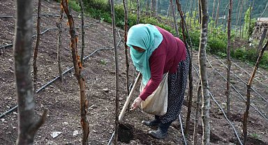 Bin rakımdaki tarlalarda tohumları toprakla buluşturuyorlar