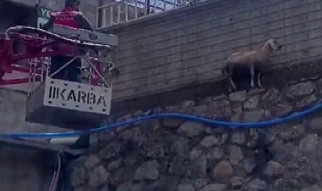 Bingöl'de istinat duvarında mahsur kalan koyun kurtarıldı
