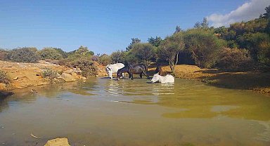 Bir asır önce mübadele sırasında salıverilen atlar Dilek Yarımadası Milli Parkı'nı renklendirdi