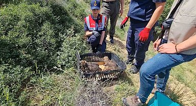 Bir haftalık yavru kurtlar annesiz kaldı: Koruma altına alındı