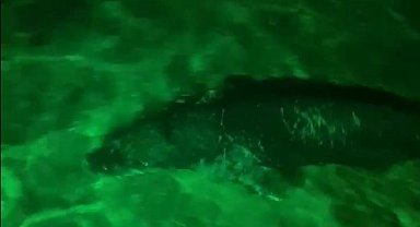 Bodrum'da Akdeniz foku gece kulübüne geldi