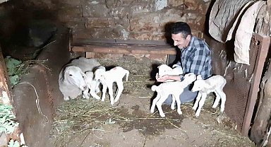 Bolu'da bir koyun seferde beşiz doğurdu