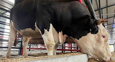 Bu tosunun fiyatı da ağırlığı da bir otomobil kadar: Tam 1,6 ton