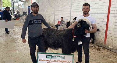 Burdur'da teke ve koçların güzellik yarışması renkli görüntülere sahne oldu