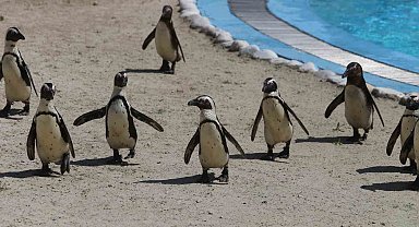 Bursa Hayvanat Bahçesi'nde penguen ailesine 2 yeni üye