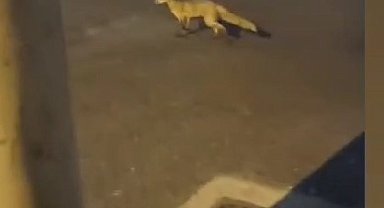 Bursa'da sokakta gezen tilki görüntülendi