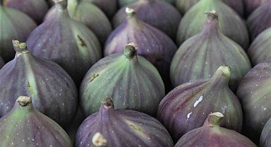 Bursa'nın 'Kraliçe inciri' Japonya'ya gidiyor