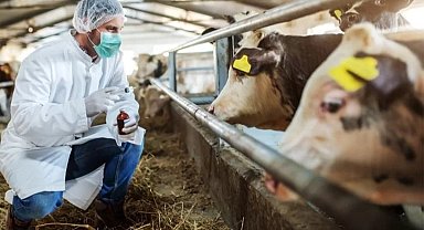 Çal ve Bekilli'de 20 mahalle şap karantinasına alındı