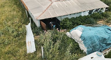 Çalıntı kurbanlıklar böyle bulundu: Operasyon anı drone kamerasında