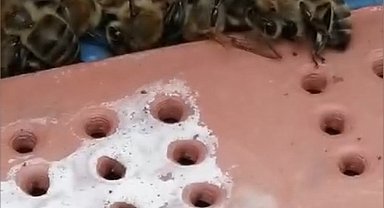 Çanakkale'de 80 kovandaki çok sayıda arı telef oldu