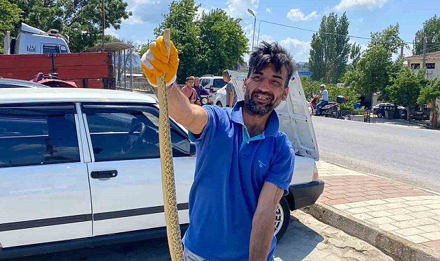 Çanakkale'de otomobilin motor kısmından engerek yılanı çıktı