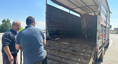 Canlı hayvan taşımacılığına yönelik denetim yapıldı