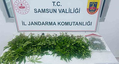 Çarşamba'da kenevir operasyonu: 1 gözaltı