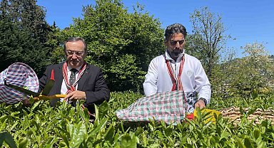 Çaykur Rizespor Teknik Direktörü İlhan Palut çay bahçesine girdi, çay topladı