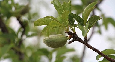 Denizli'ye Mayıs ayında zirai don uyarısı
