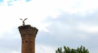 Depremde yarısı yıkılan minareye leylek yuva yaptı