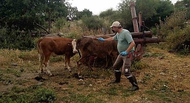 Didim'de büyükbaş hayvanların ilkbahar şap aşısı yapıldı