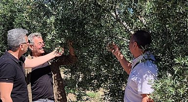 Didim'de zeytin bahçelerinin röntgeni çekildi