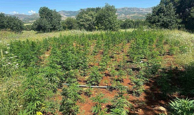 Diyarbakır'da 102 bin kök kenevir bitkisi ele geçirildi