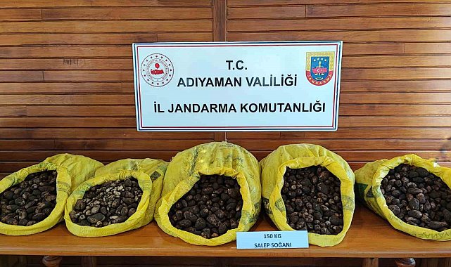Doğadan toplanması yasak olan salep soğanını izinsiz toplayan 5 şahıs suçüstü yakalandı