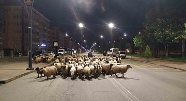 Doğu Karadeniz'de sürüler yaylalara çıkmaya başladı