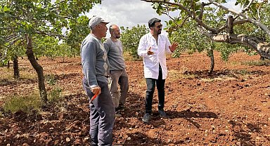 Dolu ve yağmur sonrası ziraat mühendisleri sahaya indi