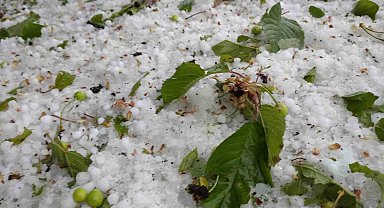 Domaniç'te meyve ağaçlarını dolu vurdu