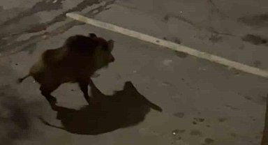 Domuzdan köpeklere gözdağı