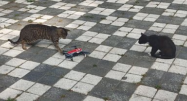 Dron gören masum kediler gülümsetti