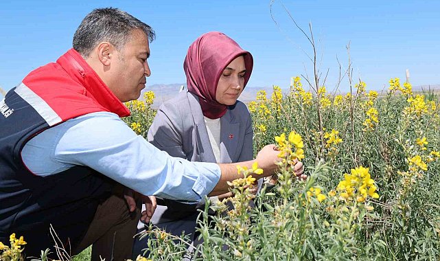 Eber Sarısı'nın korunması için başlatılan çalışmalar sürüyor