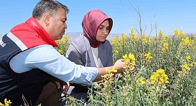 Eber Sarısı'nın korunması için başlatılan çalışmalar sürüyor