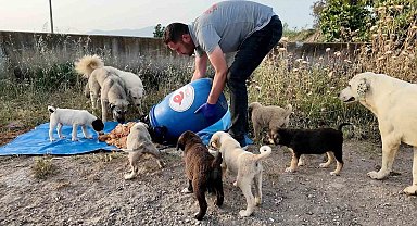 Efeler Belediyesi, sokak hayvanları için çalışmalarını sürdürüyor