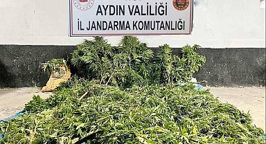 Ektikleri kenevirleri sularlarken yakalandılar