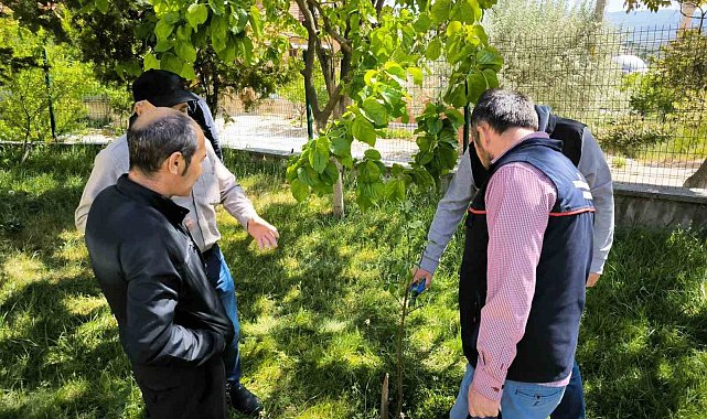 Emet'te çiftçilere uygulamalı budama ve aşılama eğitimi