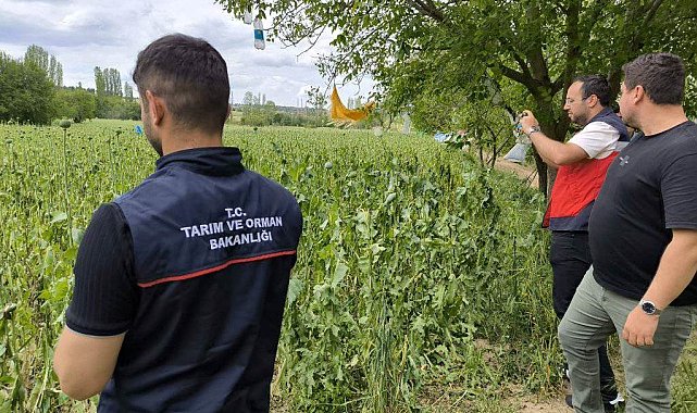 Emet'te doludan etkilenen haşhaş ekili alanlarda hasar tespit çalışmaları