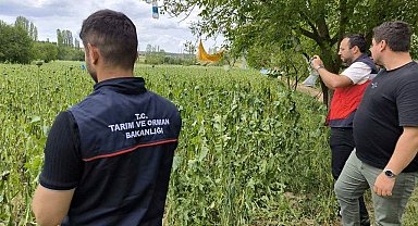 Emet'te doludan etkilenen haşhaş ekili alanlarda hasar tespit çalışmaları