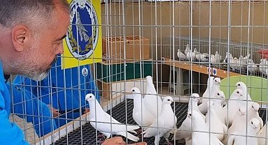 En güzel güvercinler birincilik için yarıştı