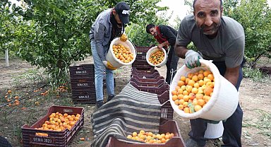 Enkaz kentte kayısı hasadı: Tarladan 20 TL'ye yurt içine, 25 TL'den yurt dışına satılıyor