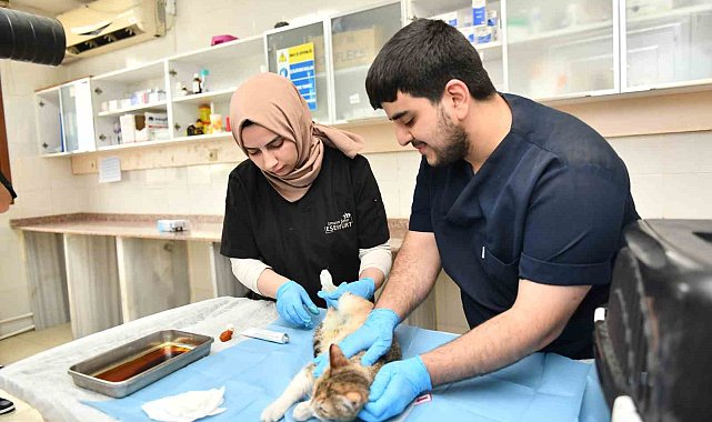 Esenyurt Belediyesi ekipleri hamile kediyi Modern Hayvan Bakımevi'nde tedavi ettirdi