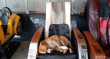 Eskişehir Şehirlerarası Otobüs Terminali'ndeki sevimli köpek vatandaşların ilgi odağı oldu