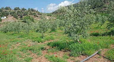 Eskişehir'de zeytin ağaçları çiçek açtı