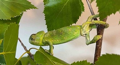 Esnaf, maydanoz kasasında bukalemun buldu