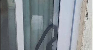 Eve giren yılan korkuttu