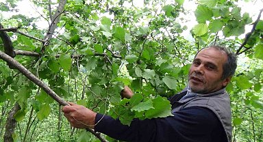 Fındık dallarını gören fındık üreticisi yeni sezon öncesi hem umutlu ve hem temkinli konuştu