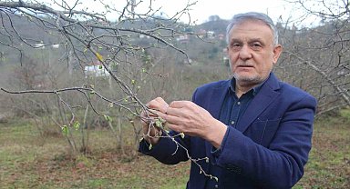 Fındıkta rekolte tartışması başladı