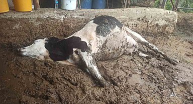 Gediz'de elektrik akımına kapılan 3 büyükbaş hayvan telef oldu